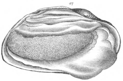 specimen image from publication