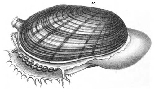 specimen image from publication