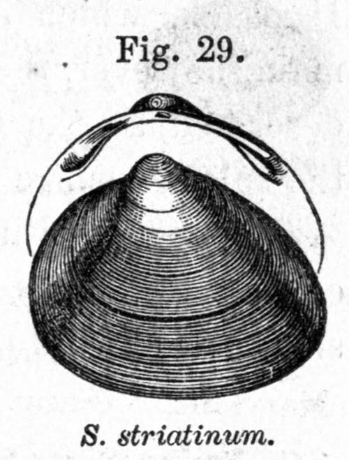 specimen image from publication