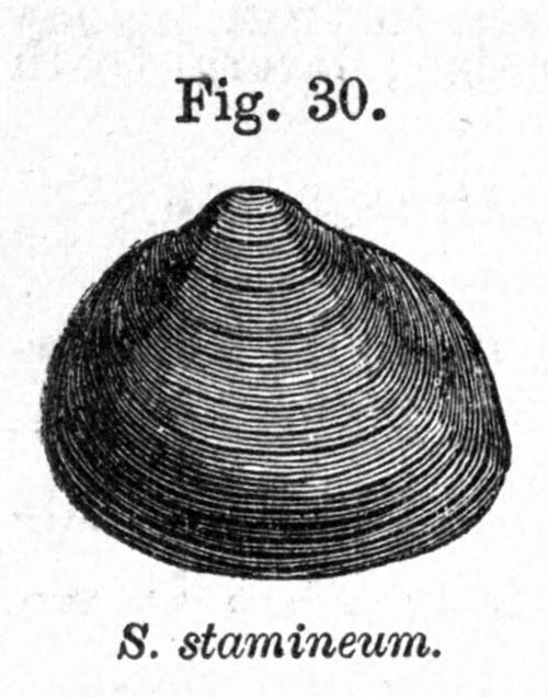 specimen image from publication