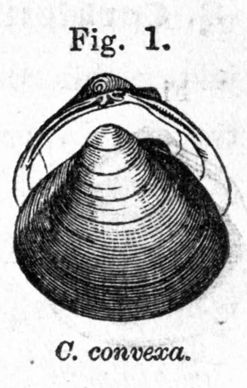 specimen image from publication