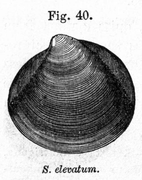 specimen image from publication