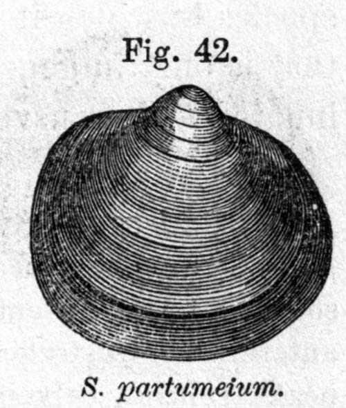 specimen image from publication