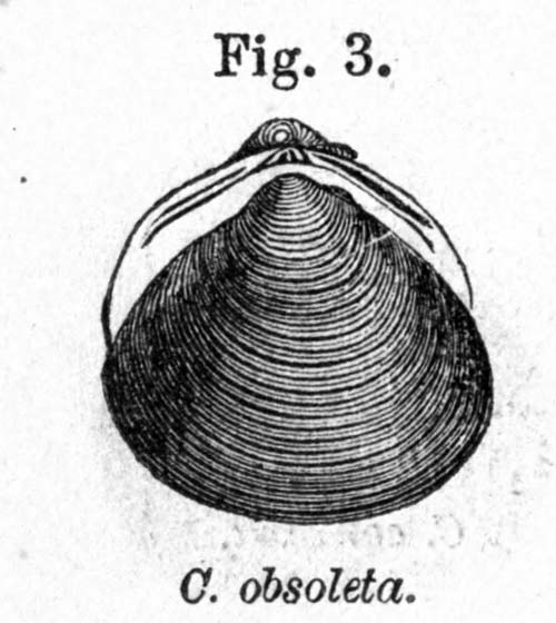 specimen image from publication