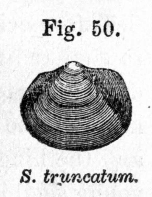 specimen image from publication