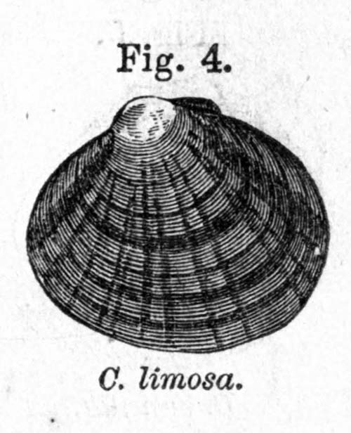 specimen image from publication