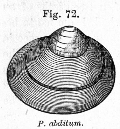 specimen image from publication
