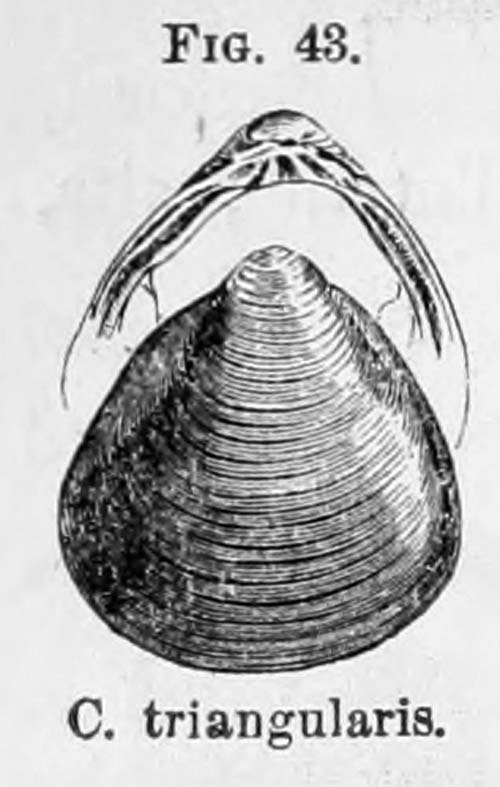 specimen image from publication