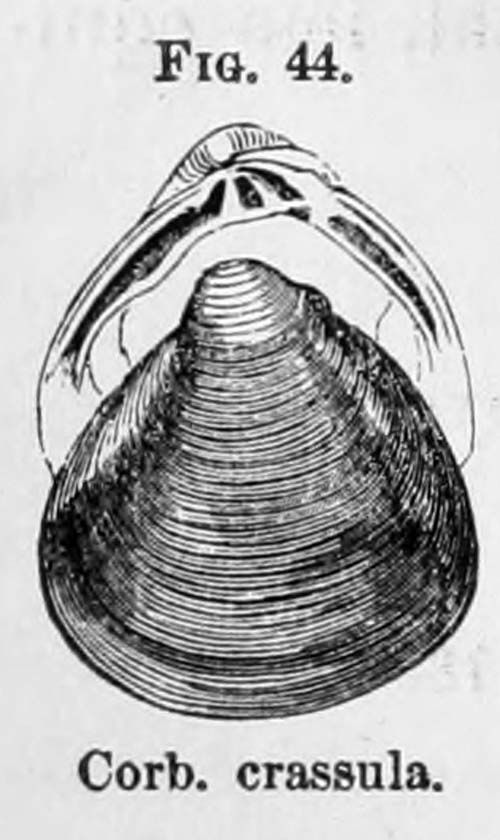 specimen image from publication