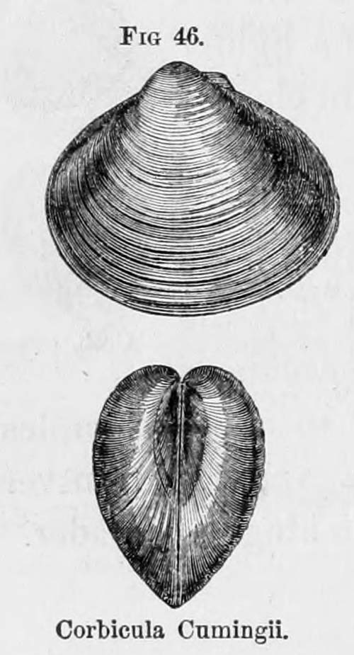 specimen image from publication