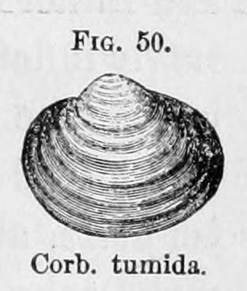 specimen image from publication