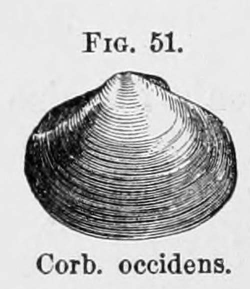 specimen image from publication