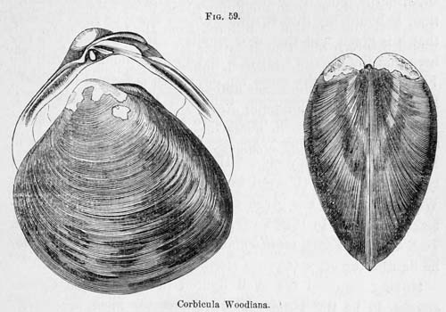 specimen image from publication