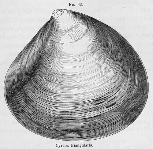 specimen image from publication