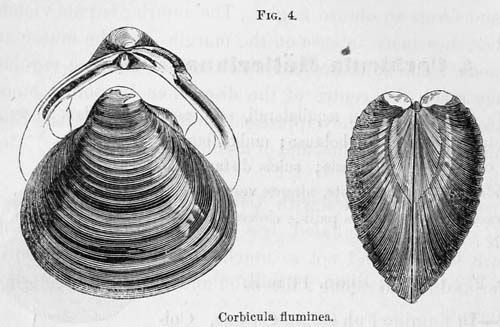 specimen image from publication