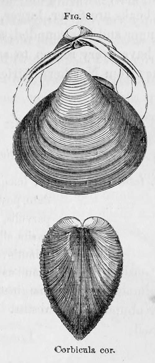 specimen image from publication