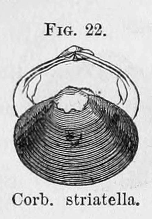 specimen image from publication