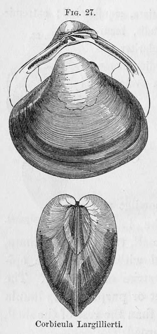 specimen image from publication