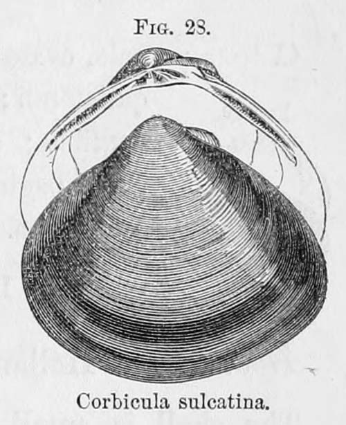 specimen image from publication