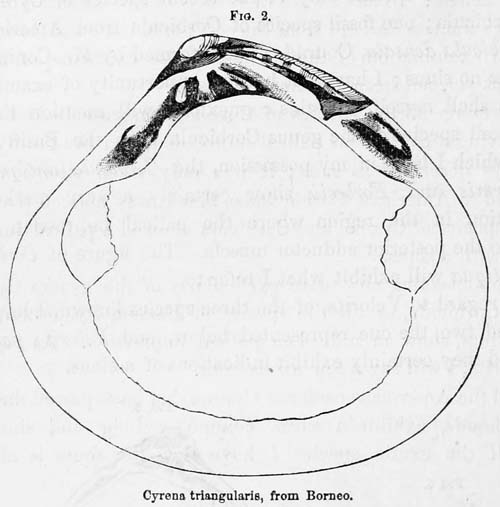 specimen image from publication