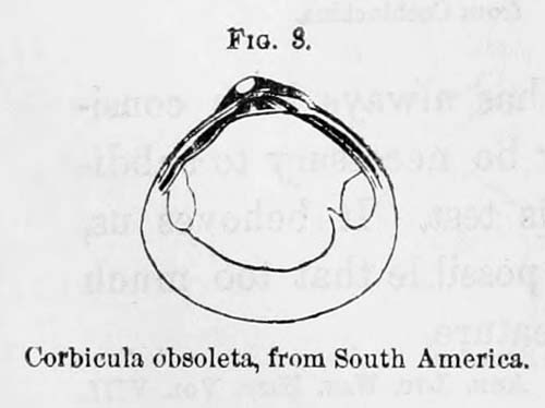 specimen image from publication