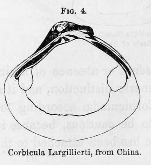specimen image from publication