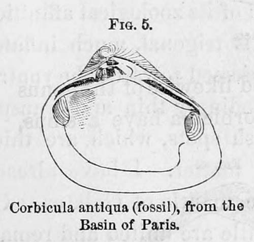 specimen image from publication