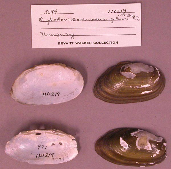 specimen