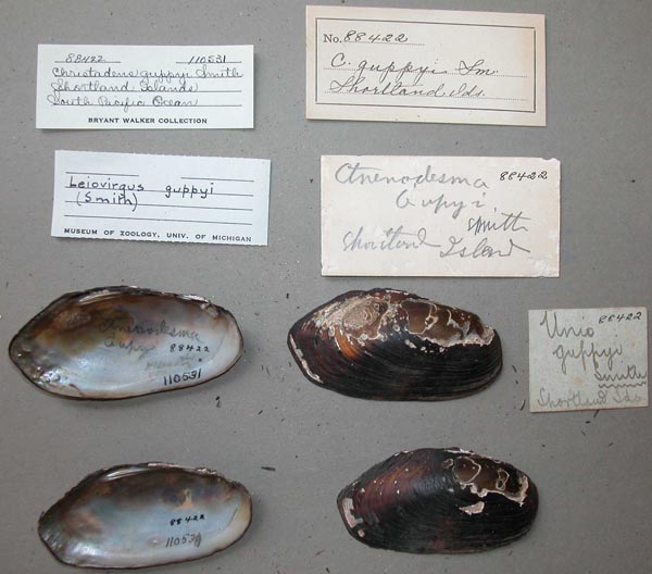 specimen