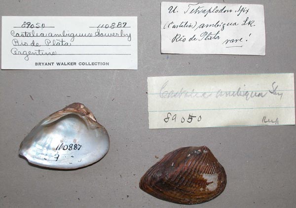 specimen