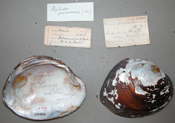 specimen