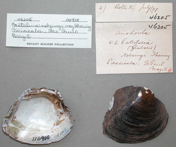 specimen