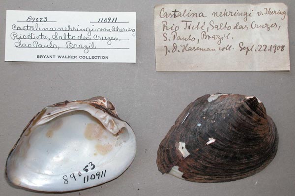 specimen