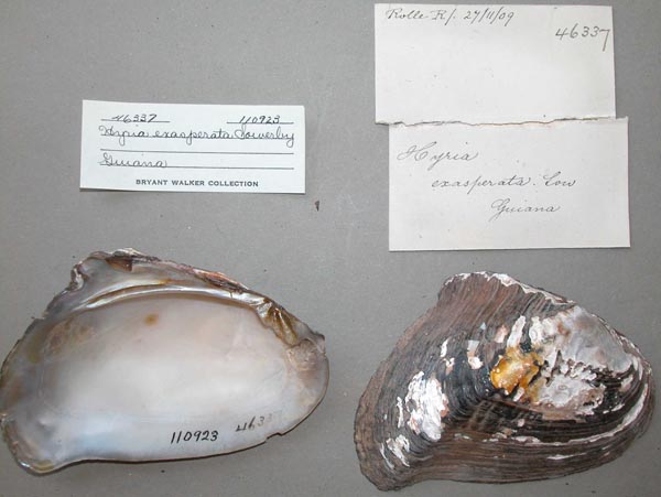 specimen