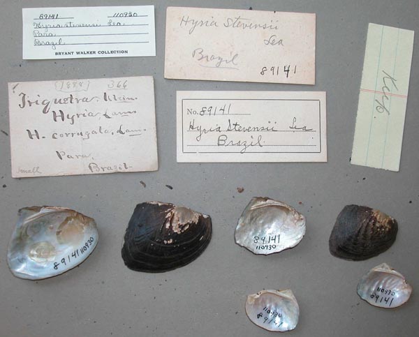 specimen