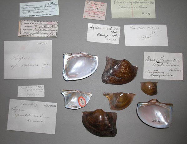 specimen