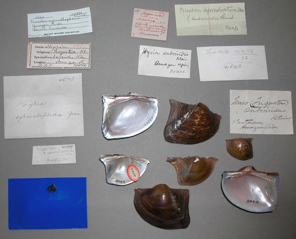 specimen