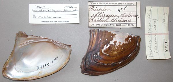 specimen