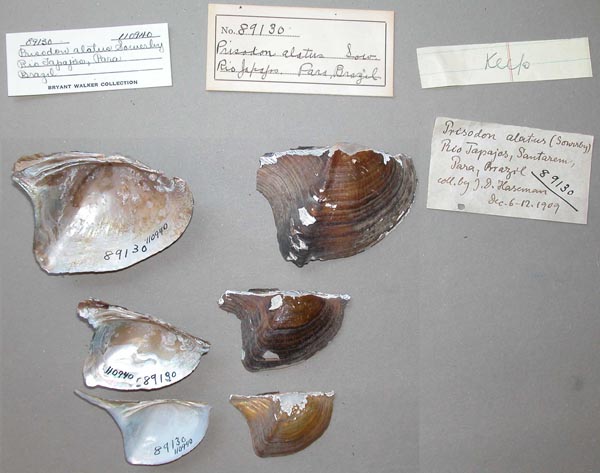 specimen