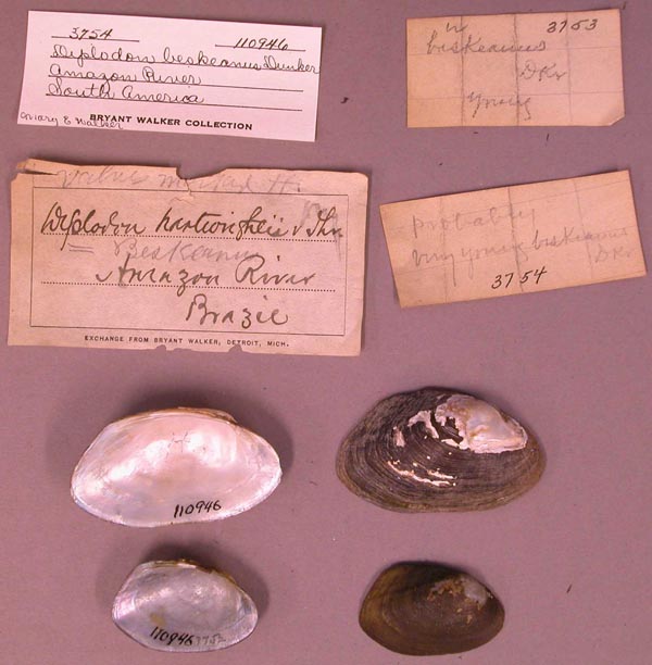 specimen