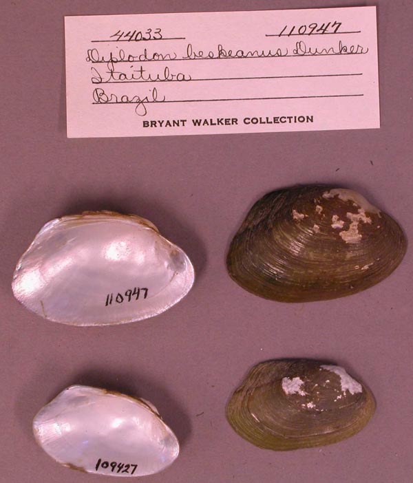 specimen