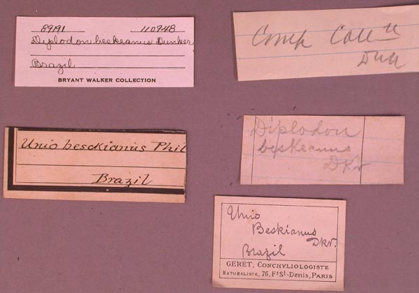 specimen