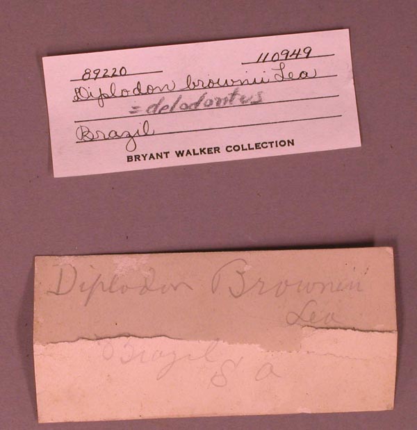 specimen