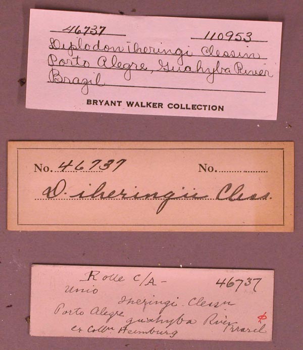 specimen