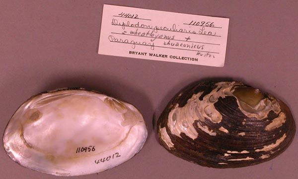 specimen