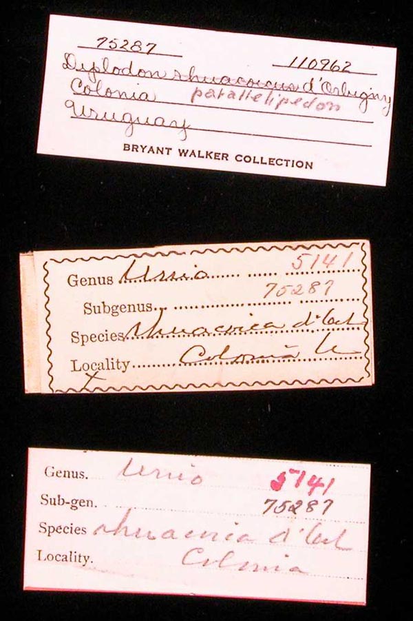 specimen