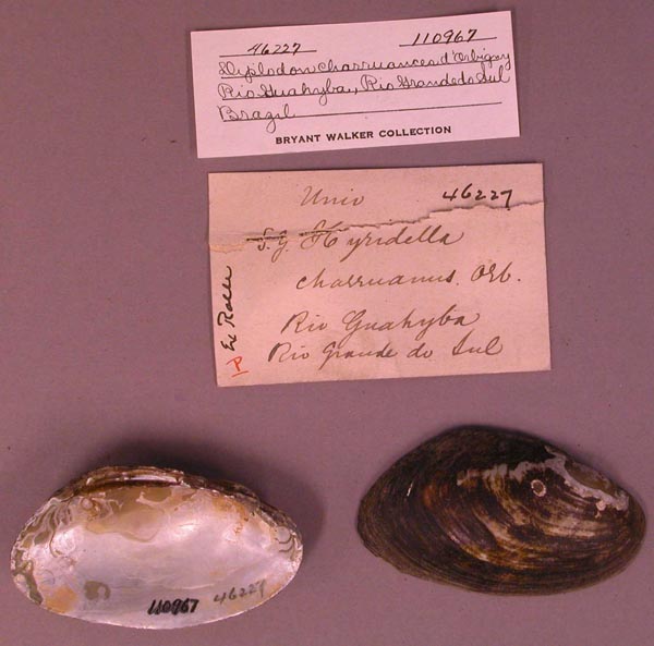 specimen