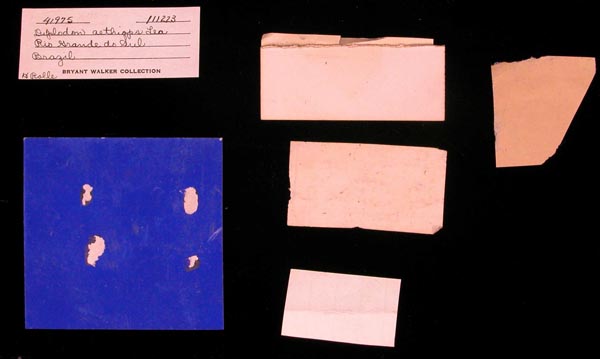 specimen
