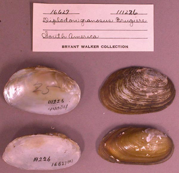 specimen