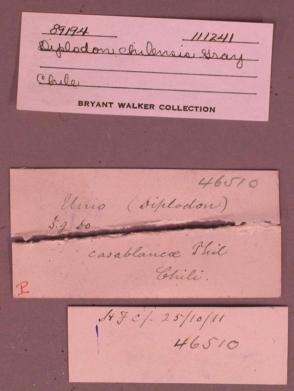 specimen